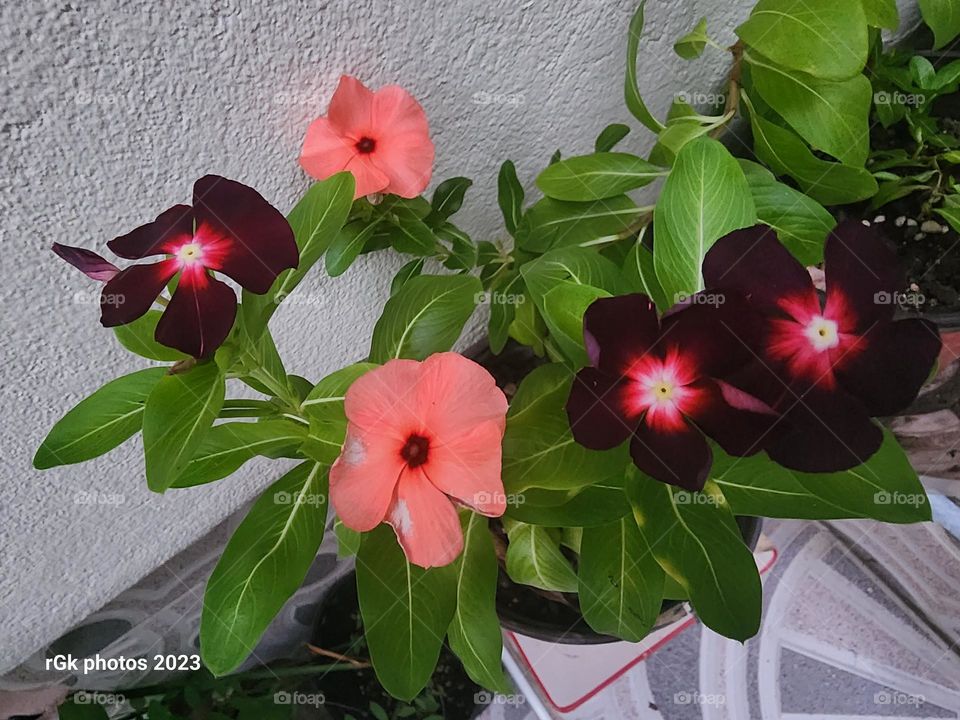 vinca in colors