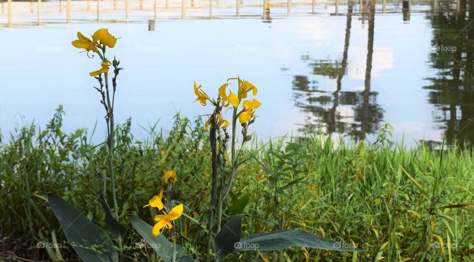 Yellow flowers along a River