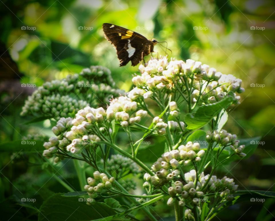 Silver Spotted Skipper Butterfly