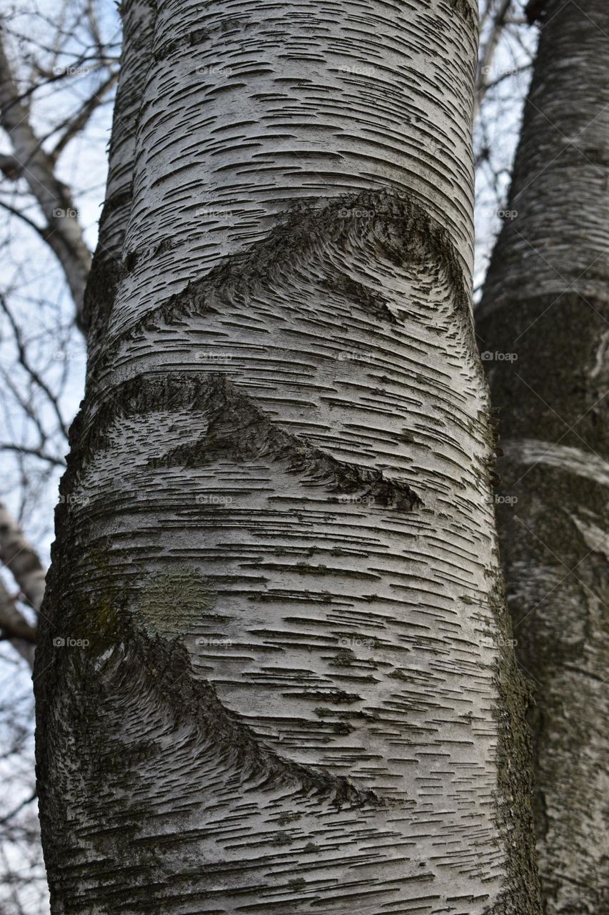 A birch’s interesting bark pattern