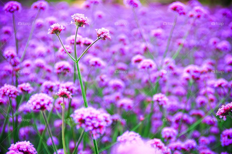 The beauty of the purple flowers.