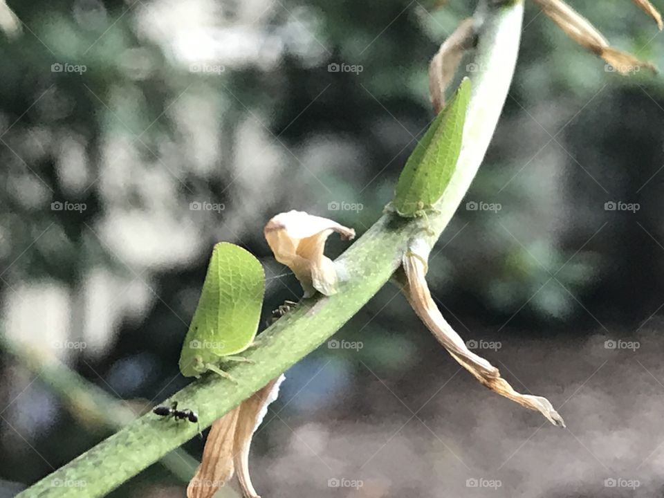 Traffic Jam on Branch. Green Planthopper (Acanalonia Conica) Sharing a Branch with some Ants.  
