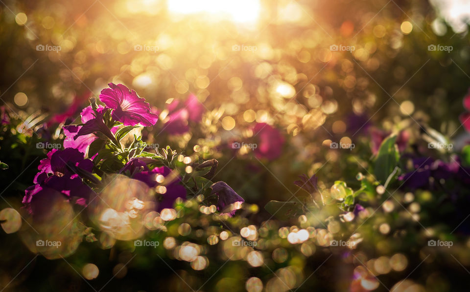 the flowers between bokeh and sunset light