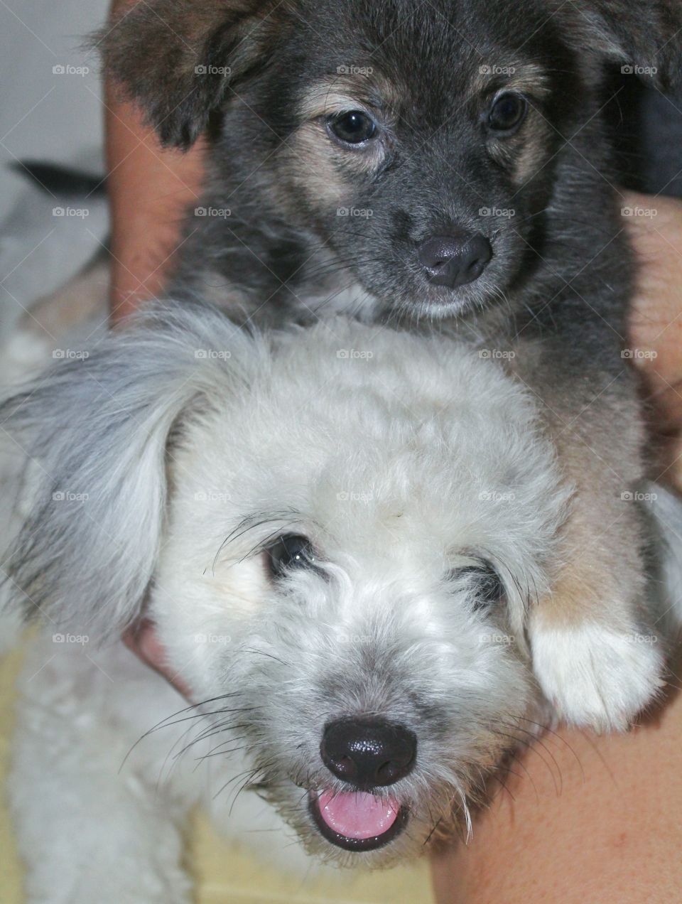 My Yin &Yang. Meet Amber and Ava.