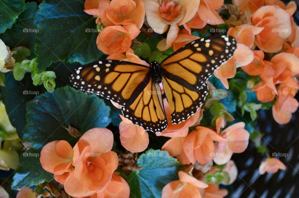 Beautiful Butterflies 