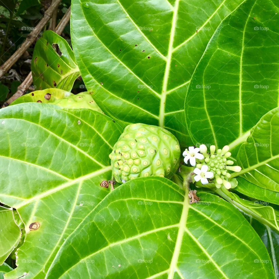 Noni fruit