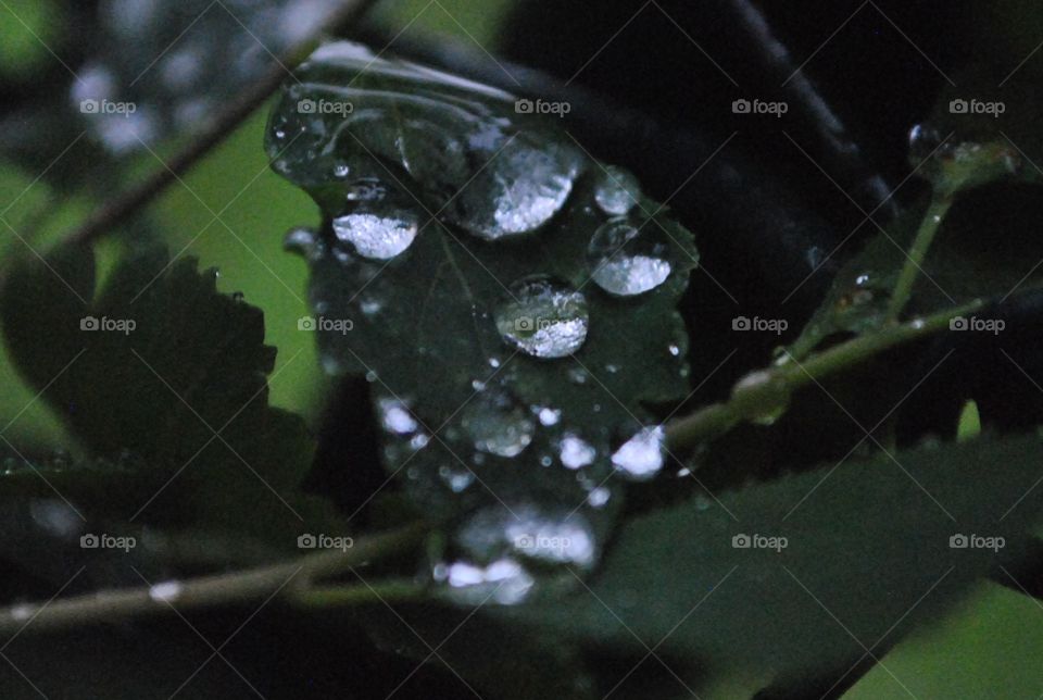 Wassertropfen auf blatt