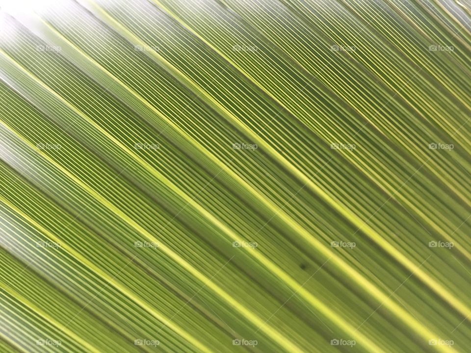 Palm Leaf pattern 