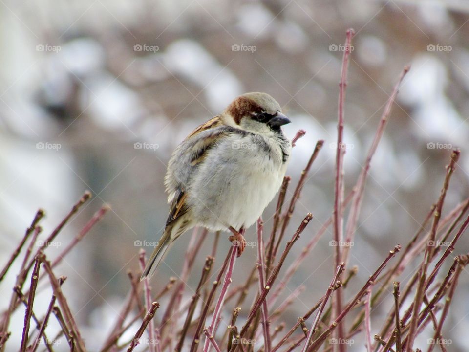 Baby Sparrow in the Winter 