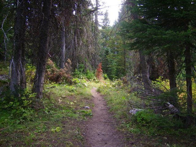lone red pine 