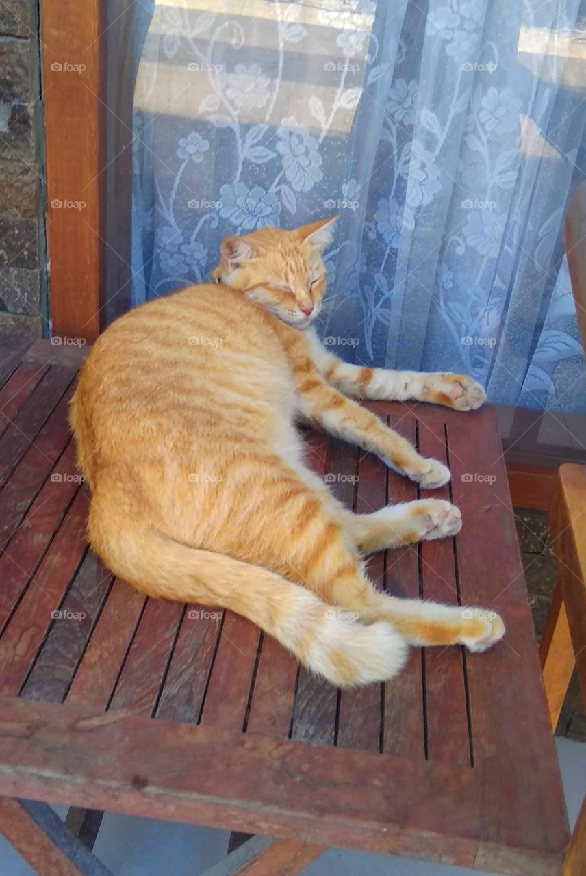 Lazy cat in front of table.