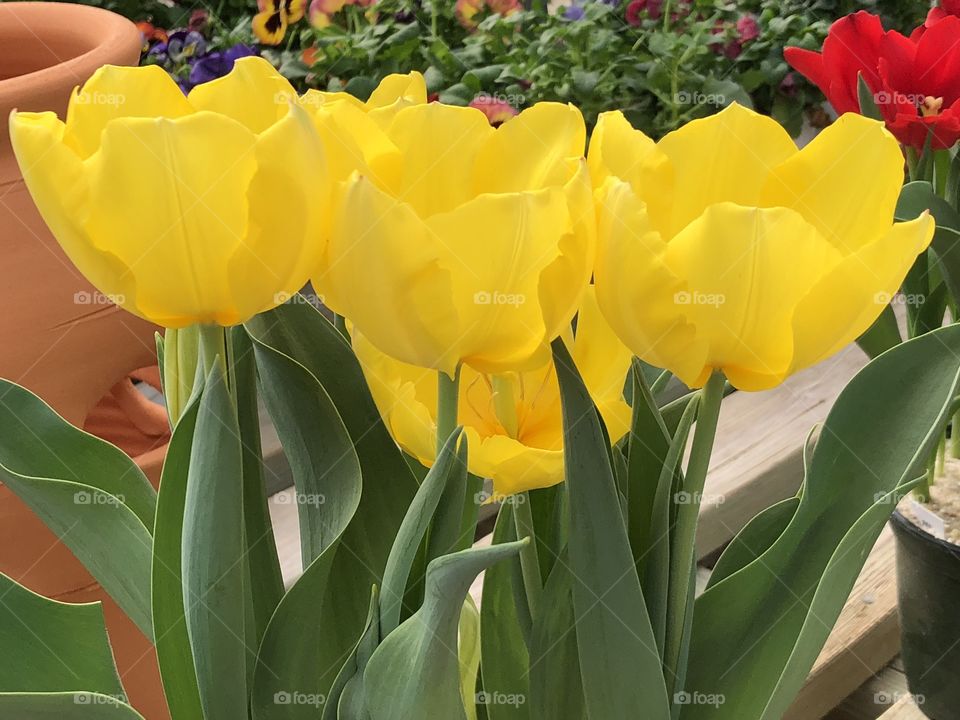 Golden Tulips 