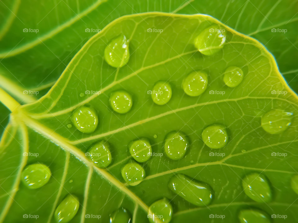 green bodhi leaves with drops of water