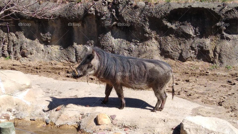 warthog