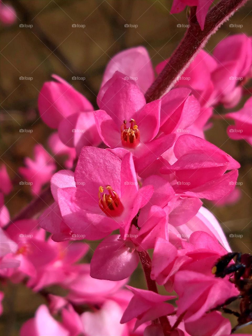Little pink flowers.