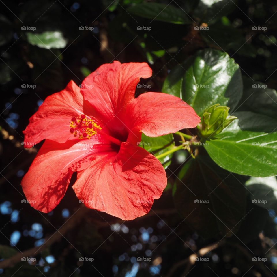 Hibiscus flower in Madeira