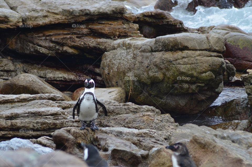 African penguins in South Africa