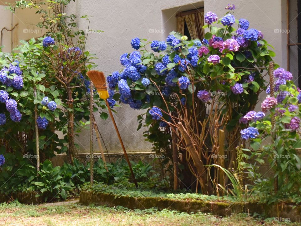 beautiful colored flowers in front of the house