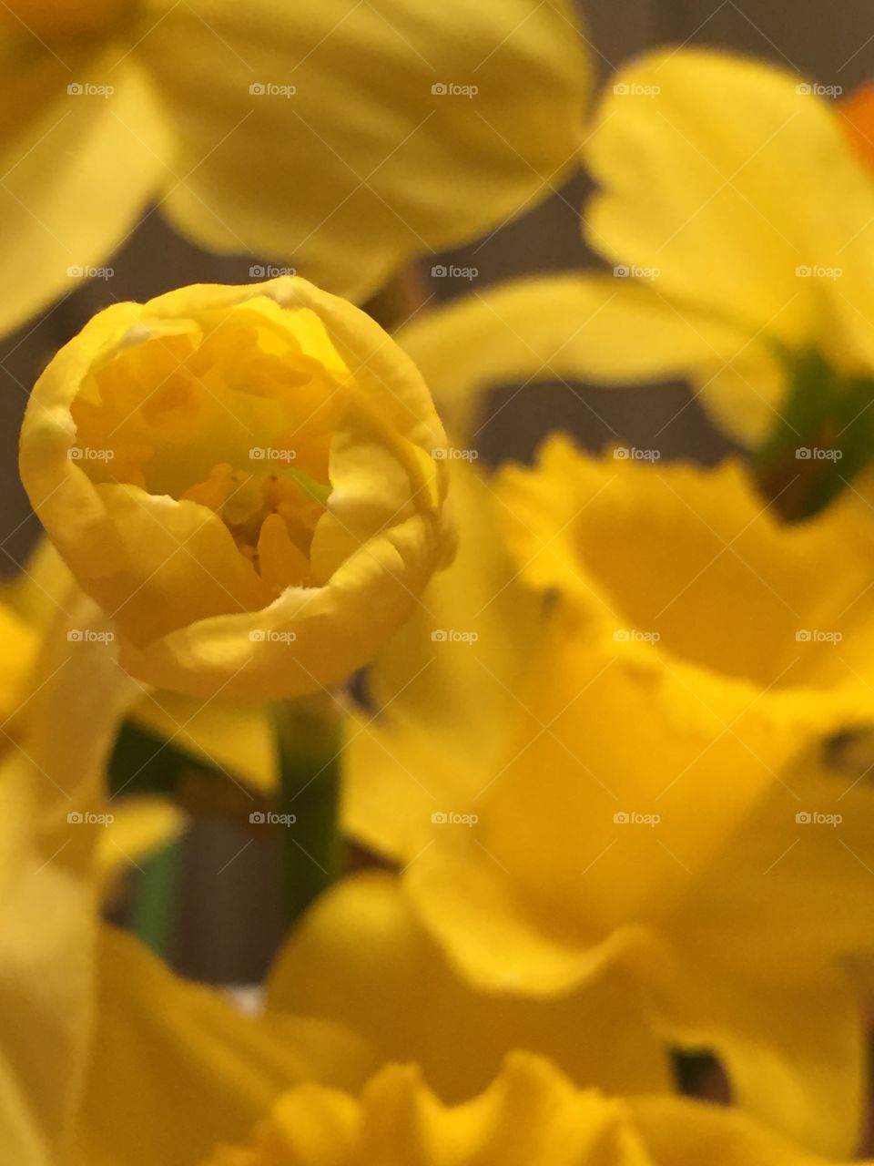 Spring bulbs. Daffodils 