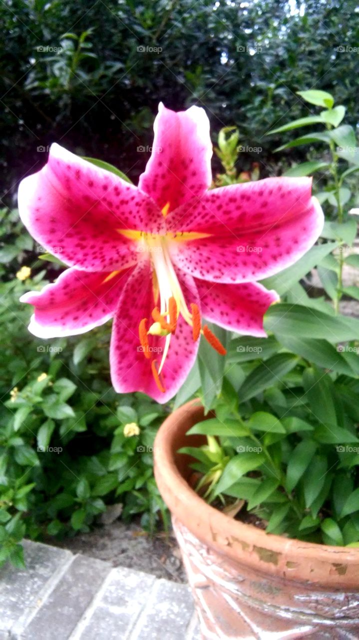 its summertime when the lilies bloom