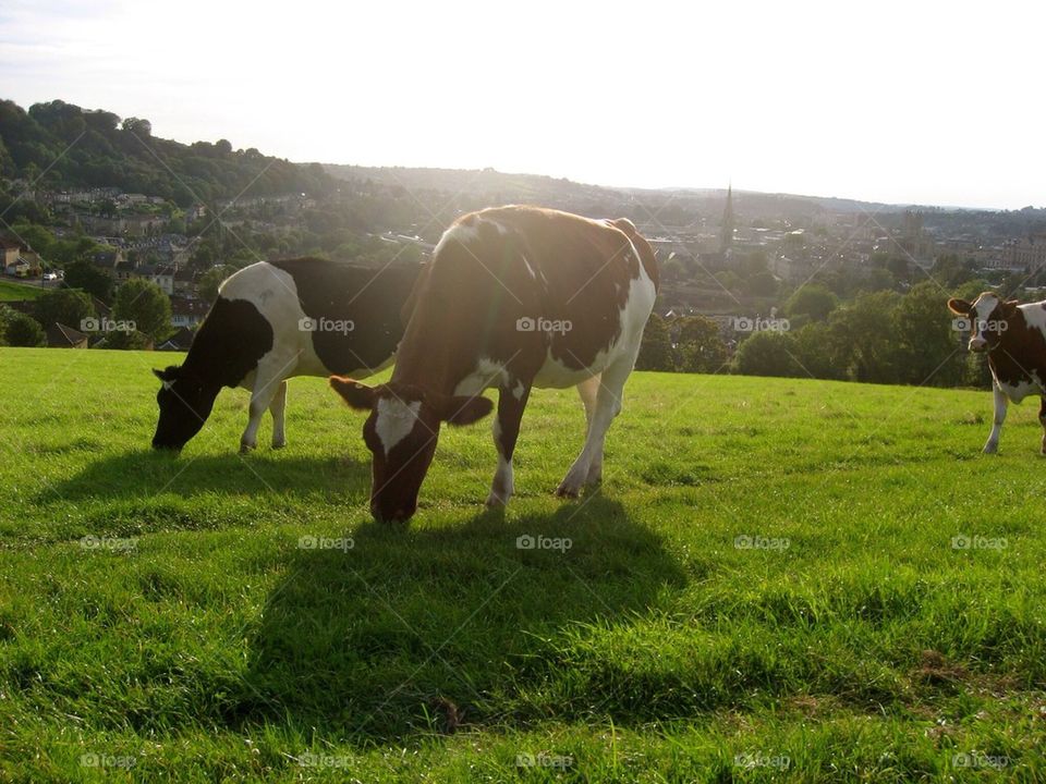 Cows at pasture