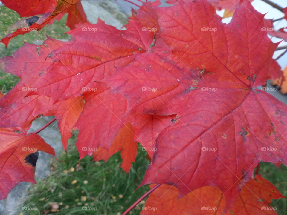 Red Color Story
by Getty Images Mission