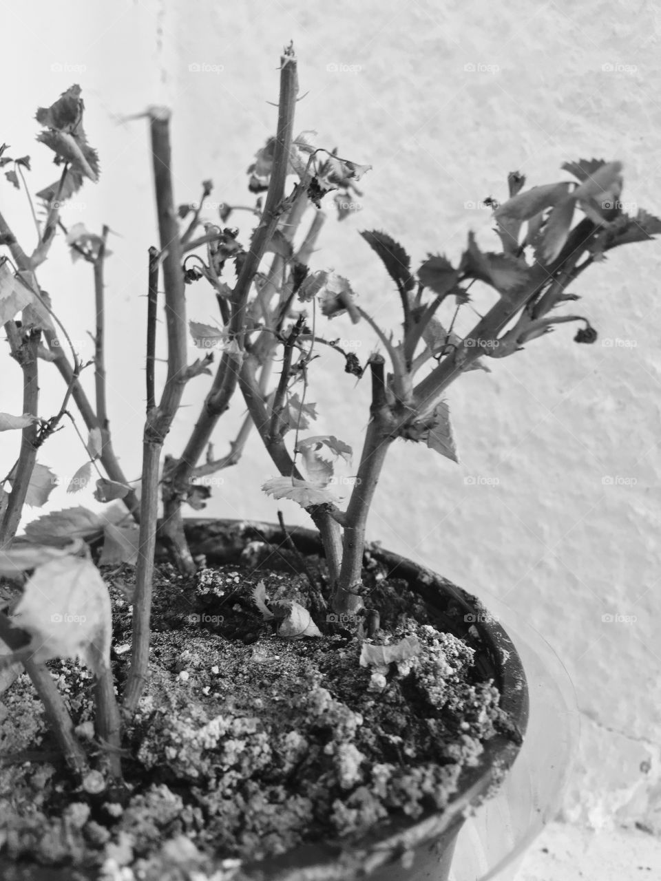 Black and White dry rose 