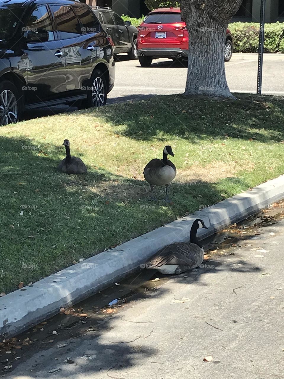 A trio of geese relaxing in the shade on one summer day.