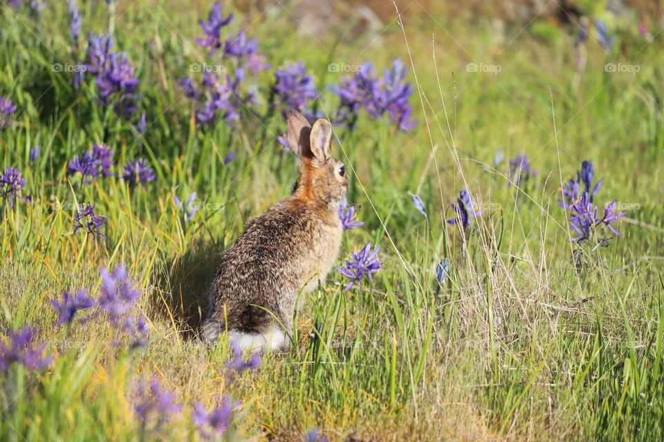 Bunny hopping around 