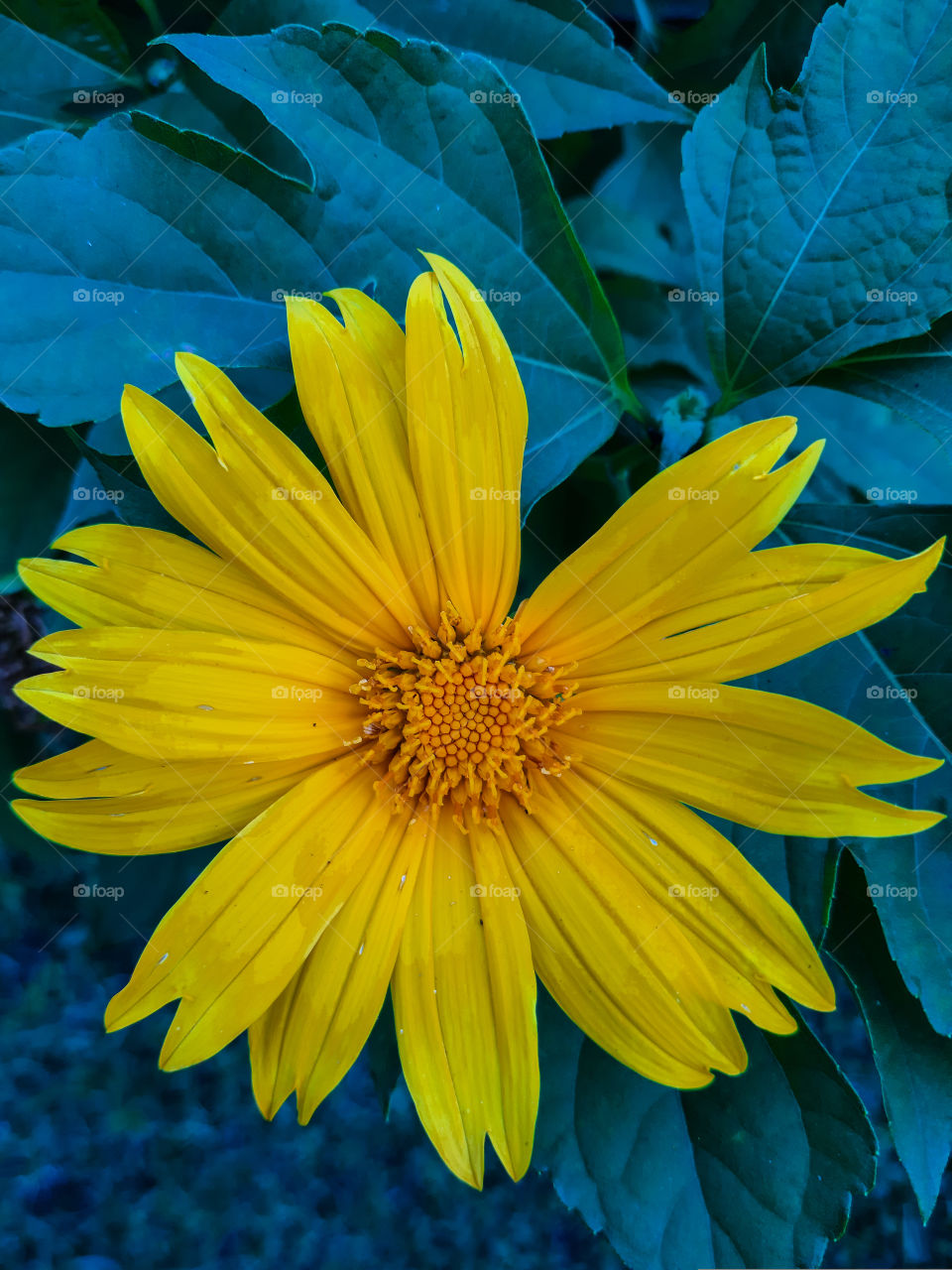 Shining in yellow. Flora found at yard in bright yellow. A portrait of a plant. Beautiful flower with lush green around.