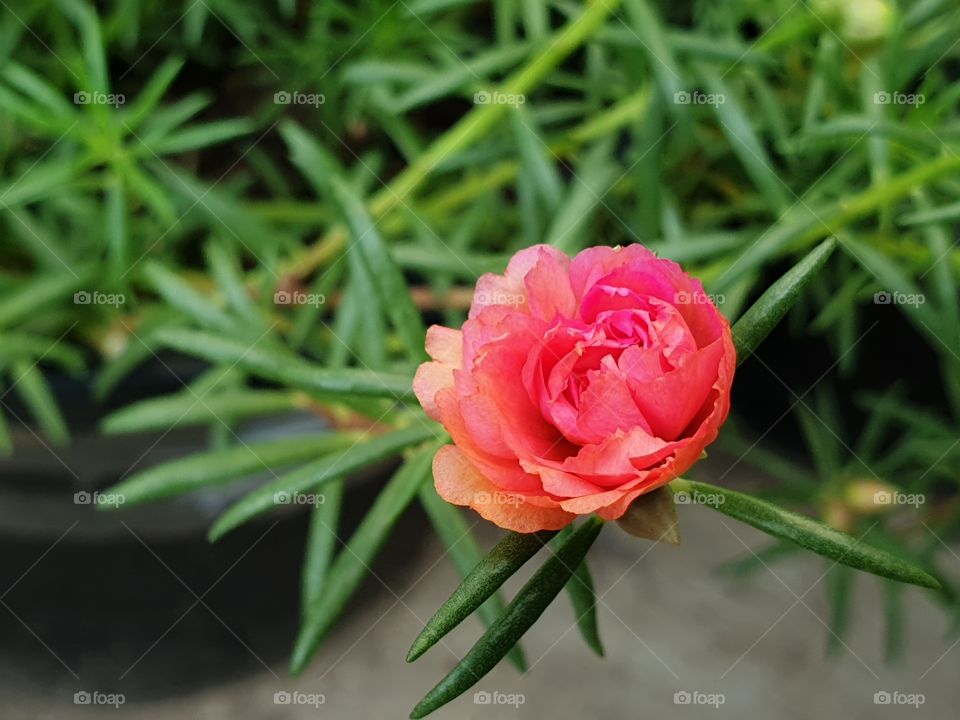 my beautiful Portulaca grandiflora