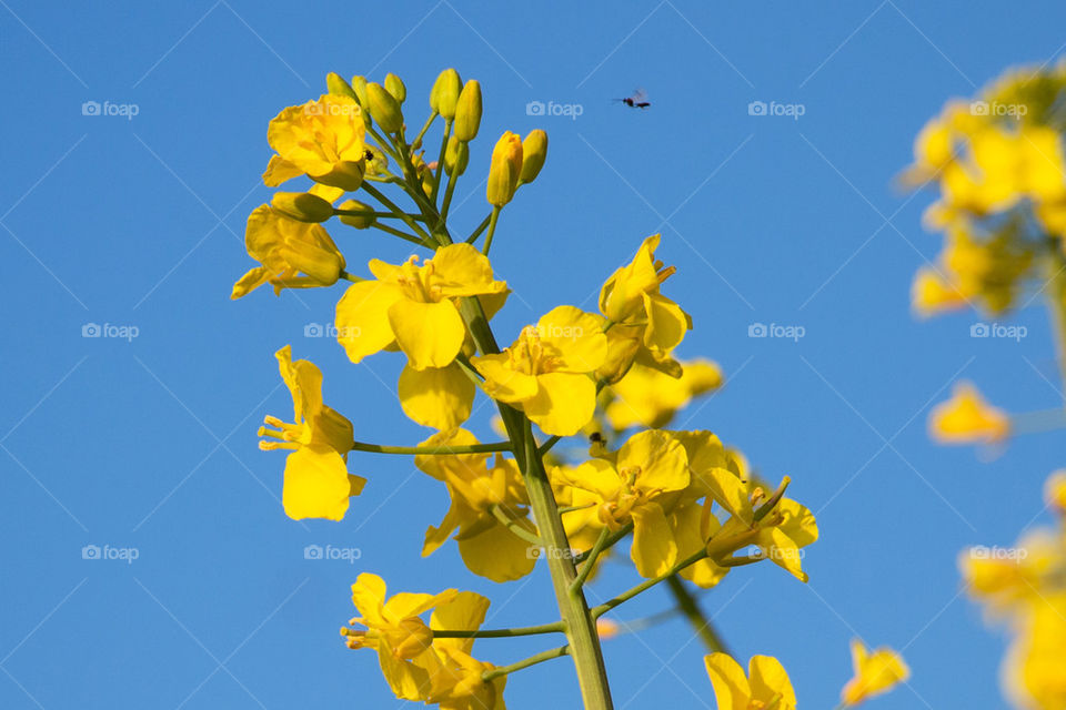 Close-up of rapeseed flowers