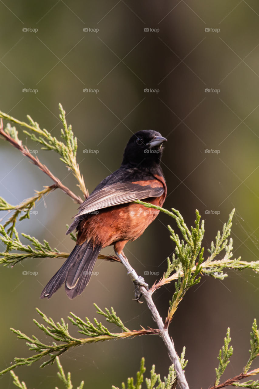 Orange and black bird. Not an oriole or a robin