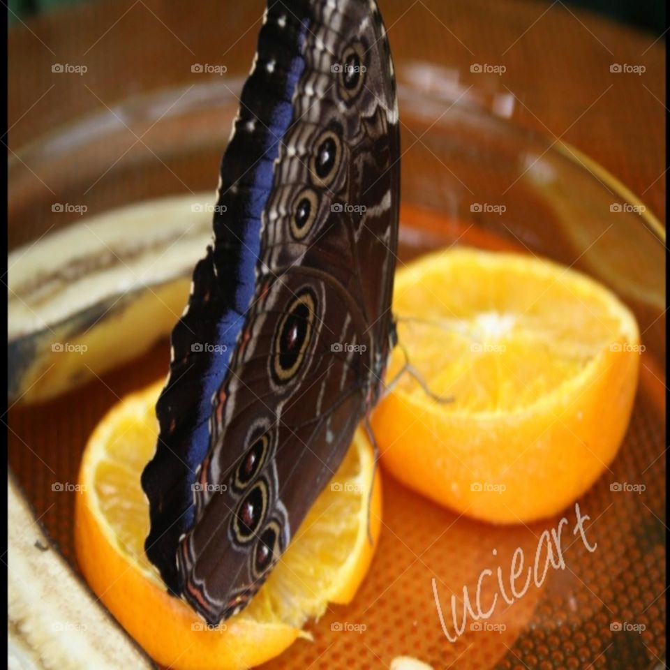 blue Morpho Butterfly sitting on oranges