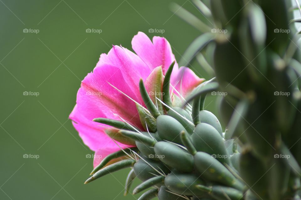 pink flower