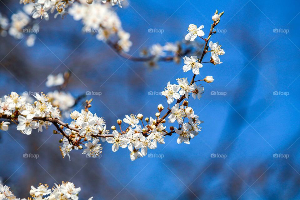 Blooming plum tree