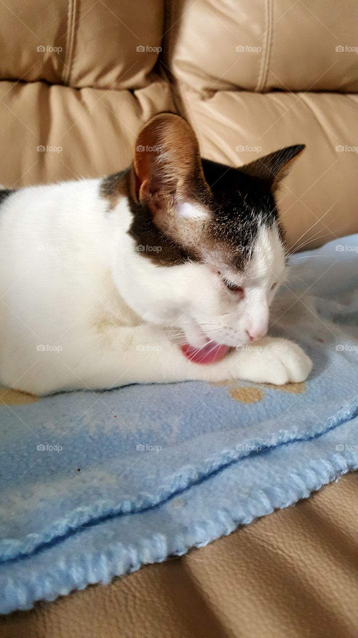 Kitty grooming routine !