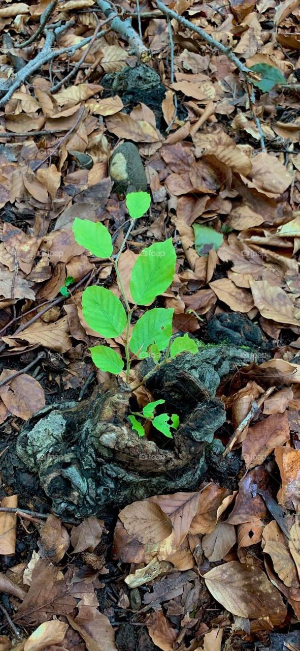 Battle: summer vs. spring mission