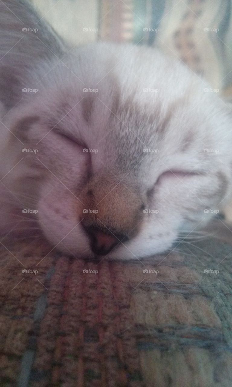 Sweet Little Pip Squeaks 
You came into our lives 
Then as quick a winks
You left us, now we only 
Have your pictures , to brighten 
Our Lives , with that we sigh