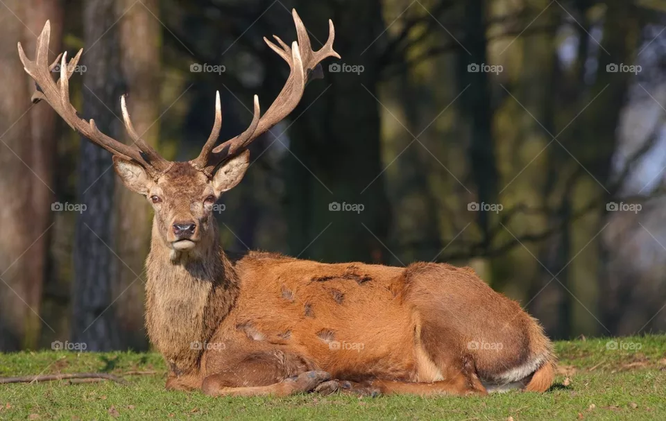 Deer