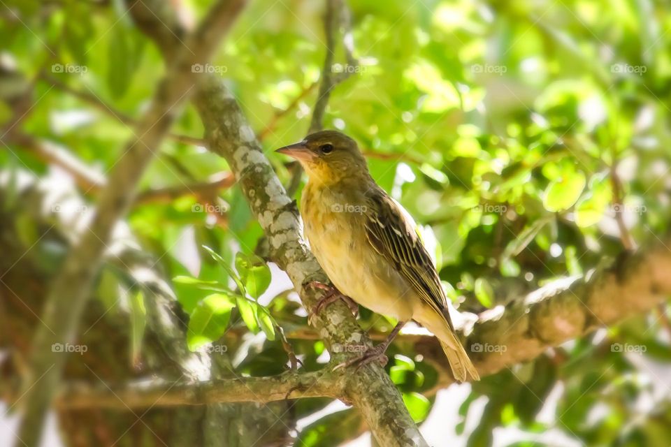 Yellow Weaver bird sitting on a branch in daylight