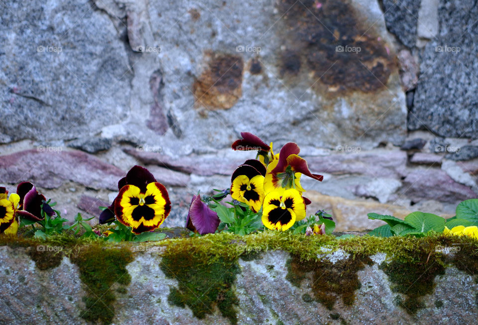 Closeup of potted pansies against stone wall in Berlin, Germany.