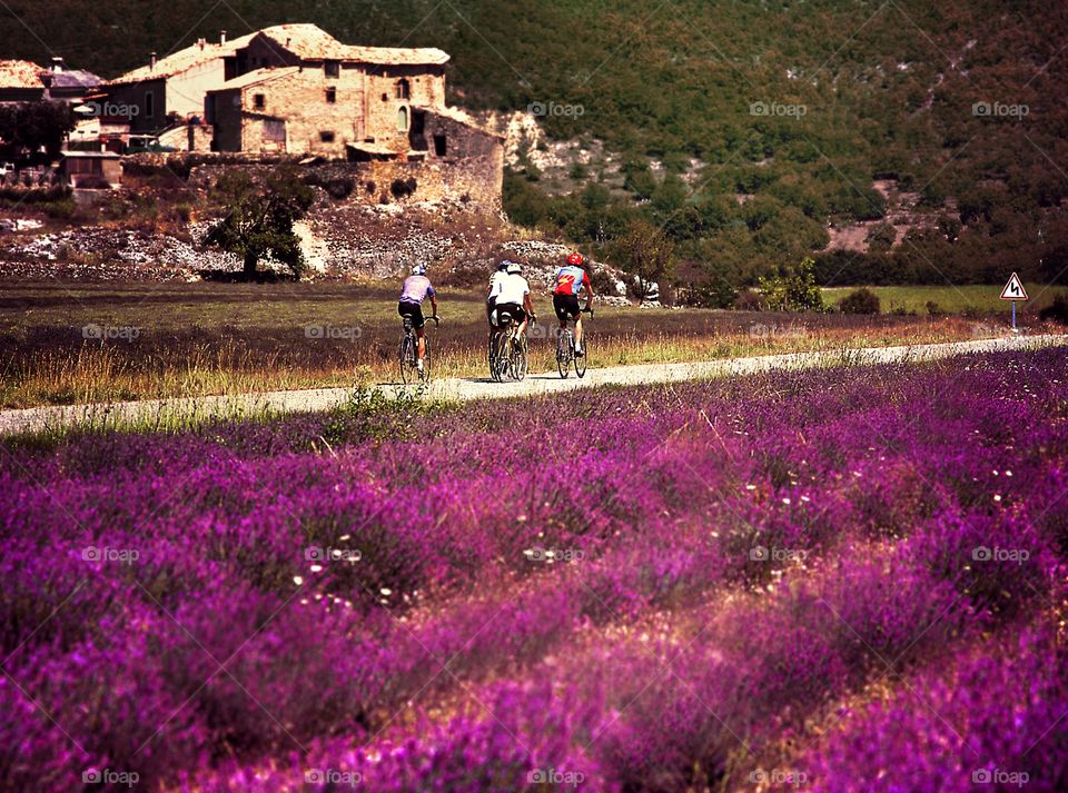 Lavender. Provence