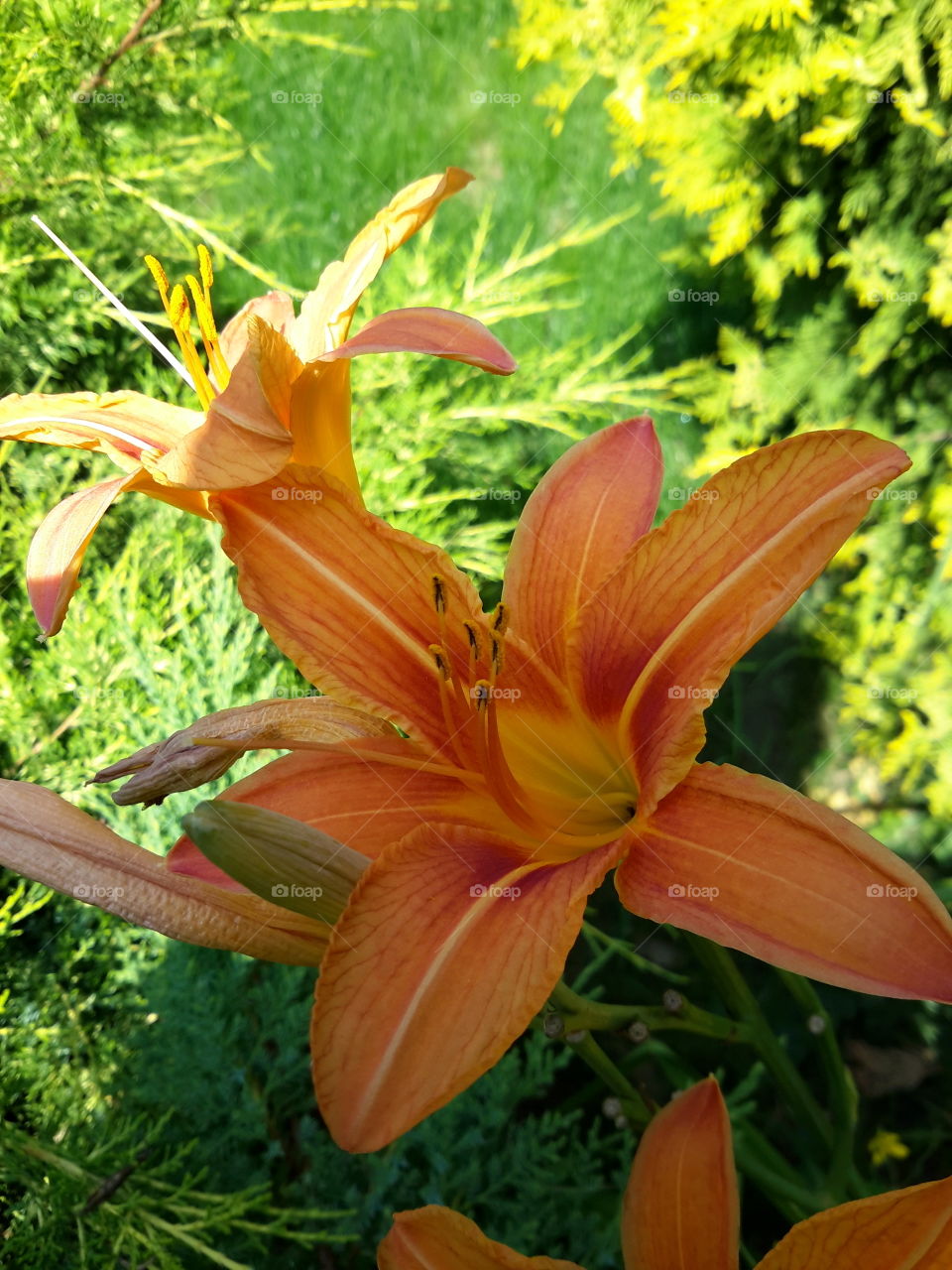 Lily in the sun