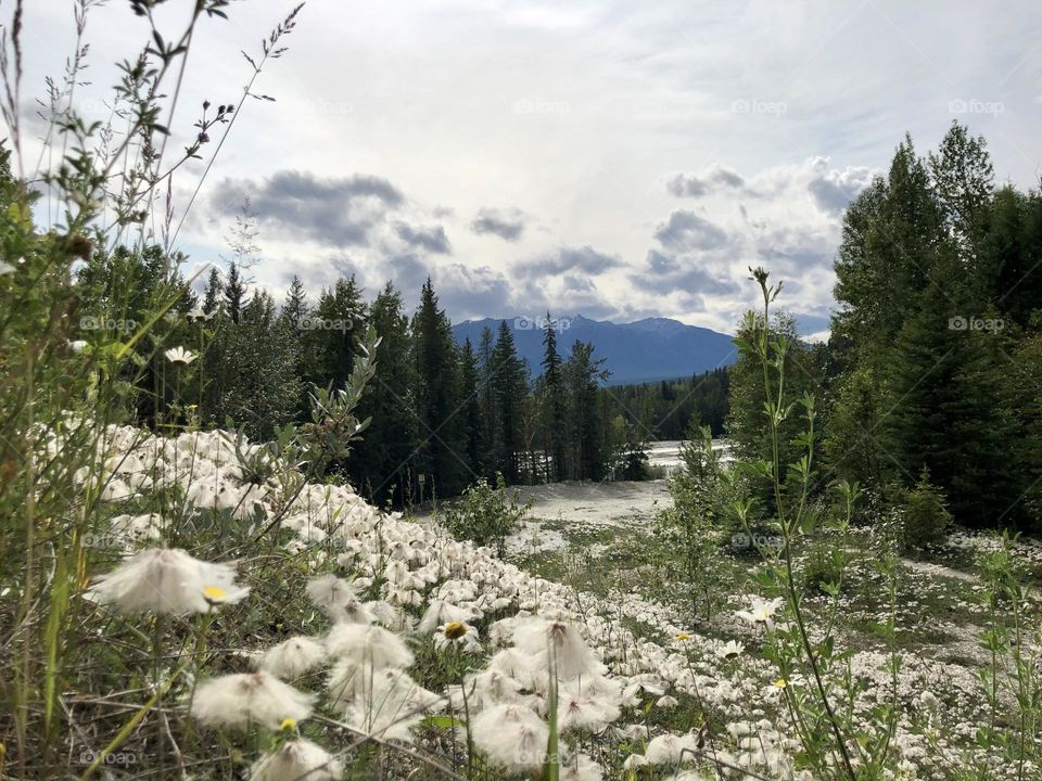 Field of flowers 