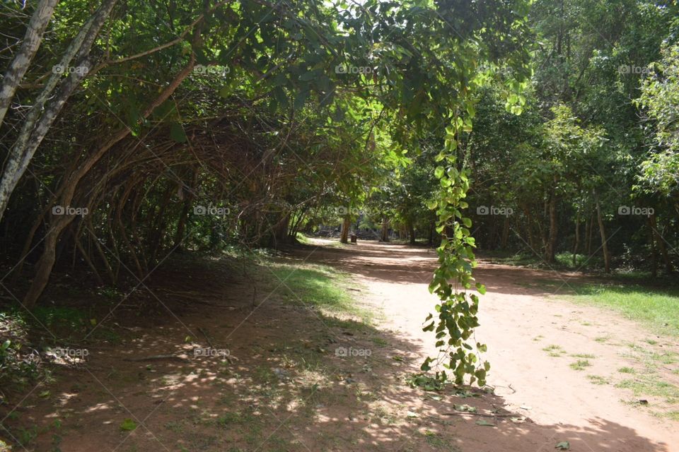 Green tree branch pathway