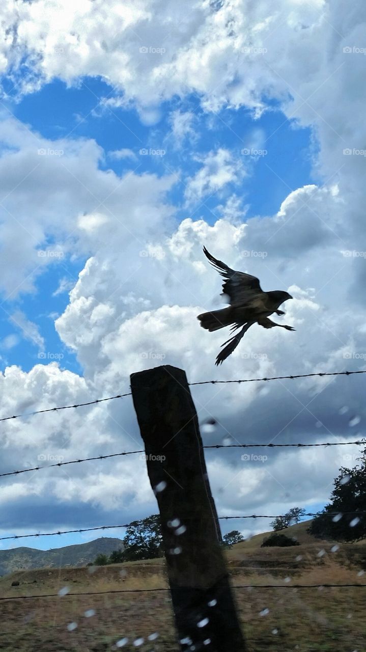 Golden Eagle taking flight