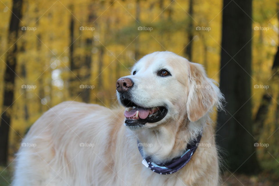 Kaci smiling and waiting for a walk in a beautiful Autumn day