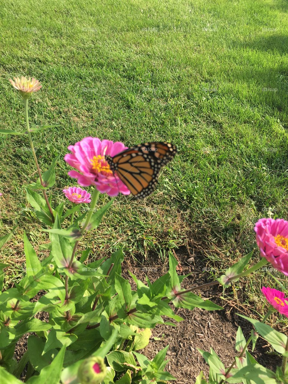 Monarch on flower 