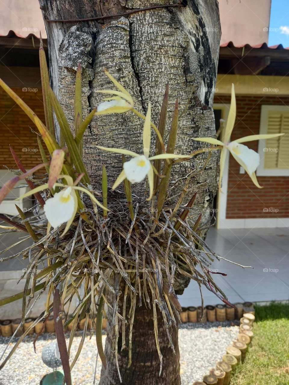 Pé de orquídea com flores brancas.
